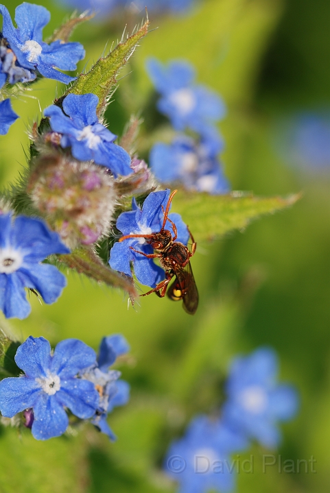 Nomada ruficornis - B.JPG - Nomada ruficornis - Cotswolds